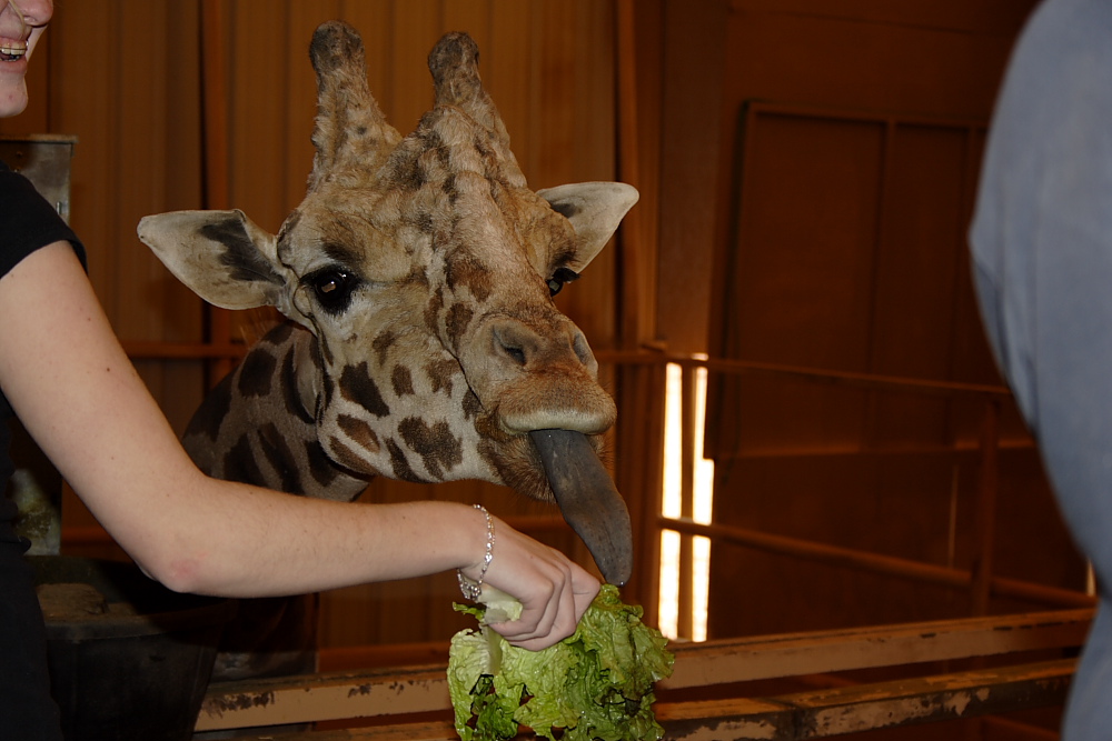 Banjoko Giraffe eats lunch from Ashely